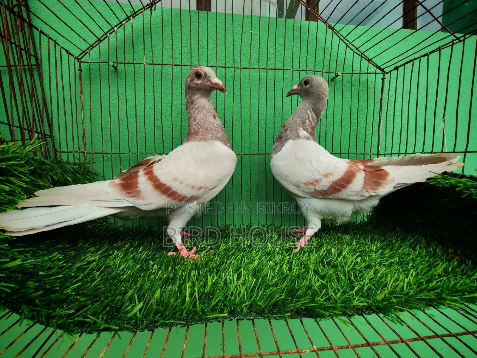 মিলি রেসার বেবী