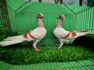 মিলি রেসার বেবী