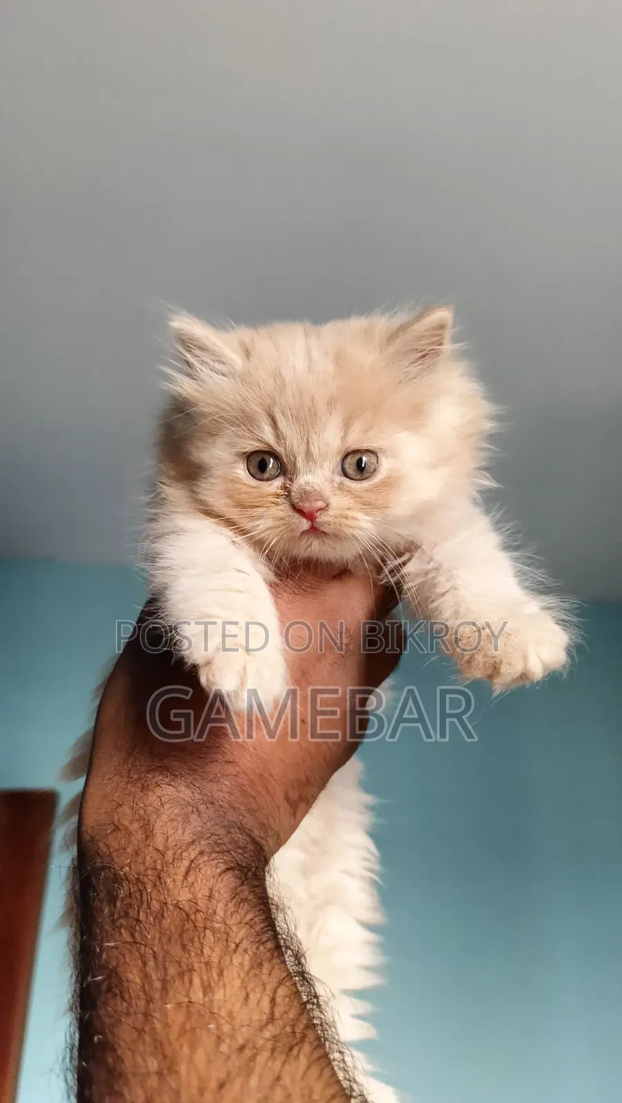 1-3 Months Male Purebred Persian