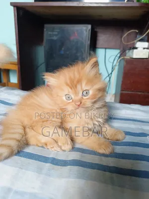 1-3 Months Male Purebred Persian