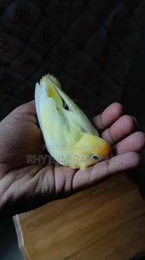 Love Bird Pastel Parblue Opaline