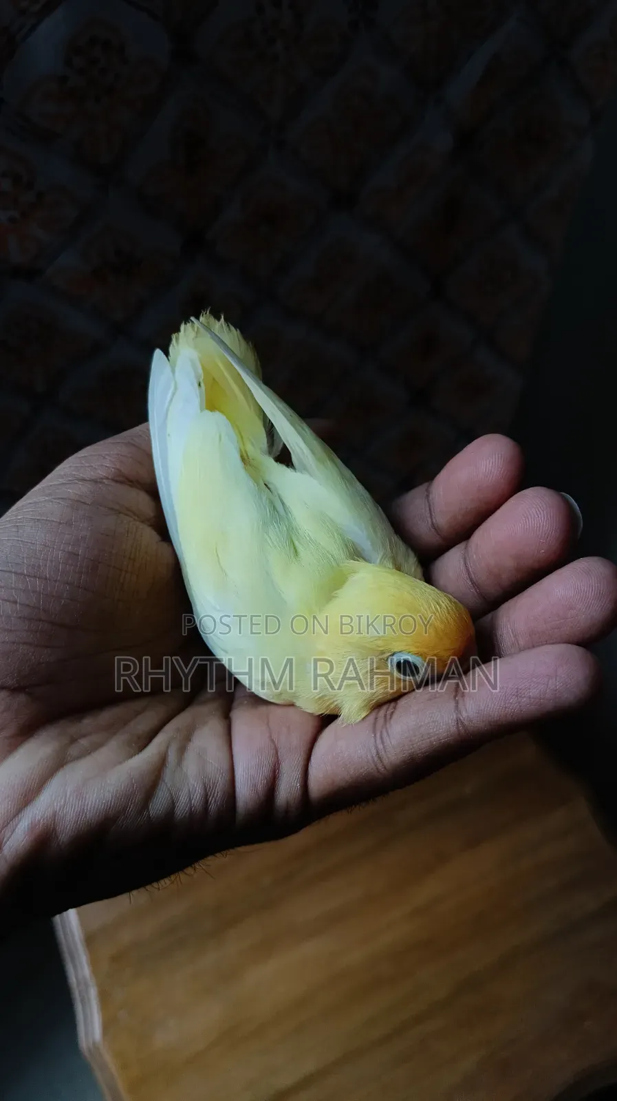 Love Bird Pastel Parblue Opaline