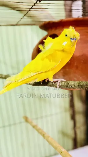 Jp Budgie Bird