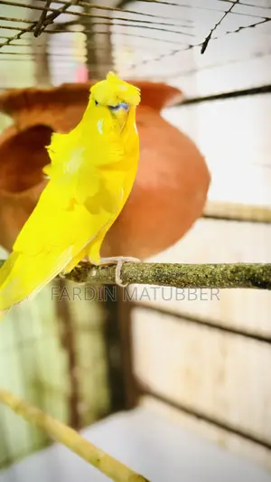 Jp Budgie Bird