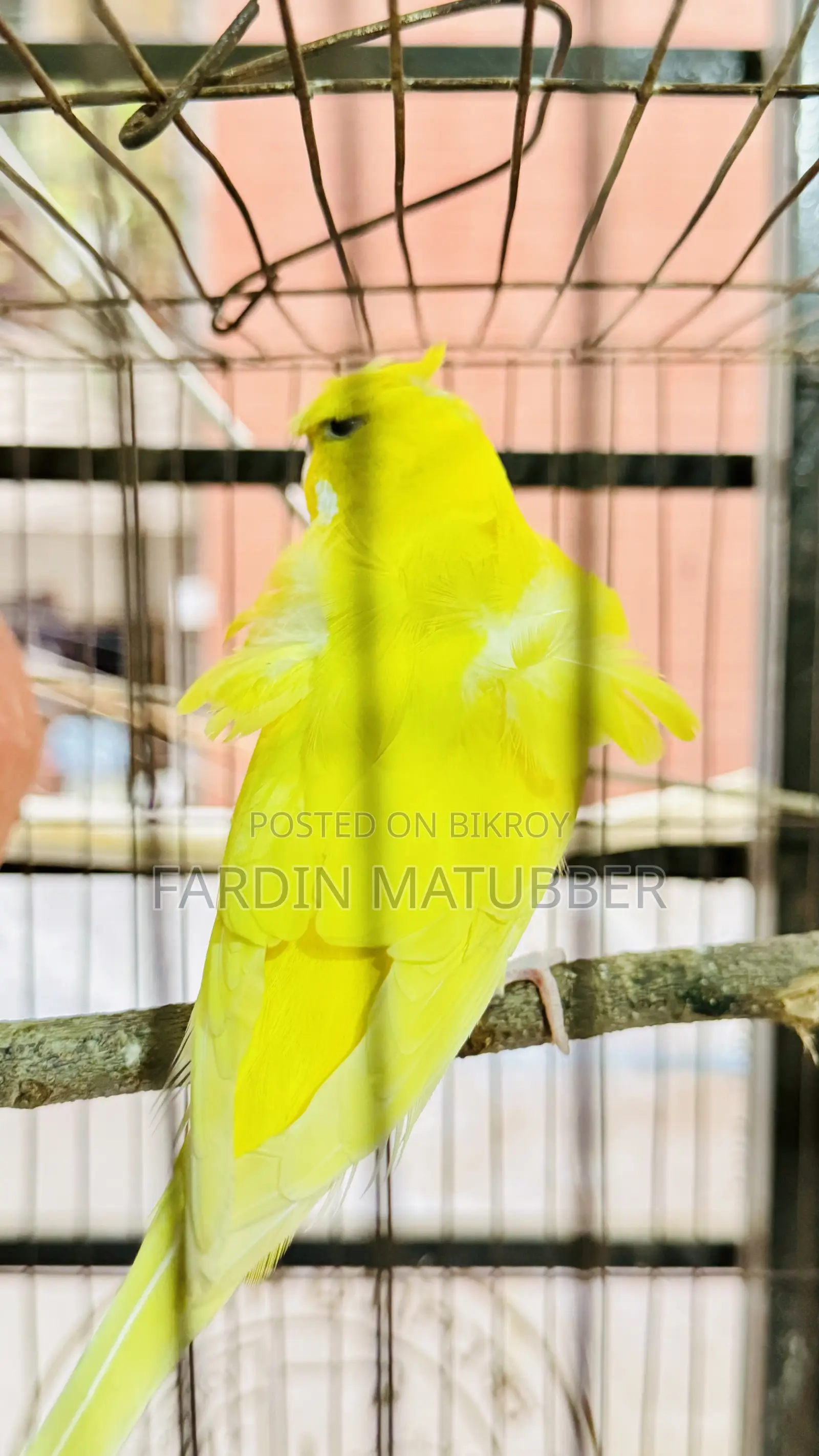 Jp Budgie Bird