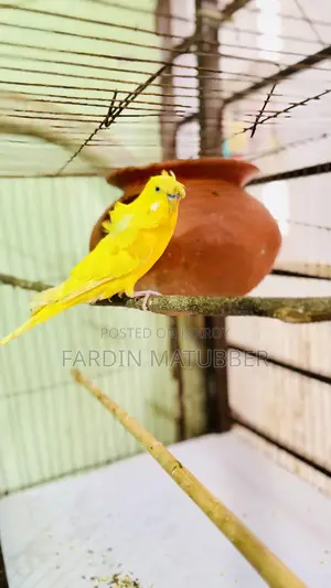 Jp Budgie Bird