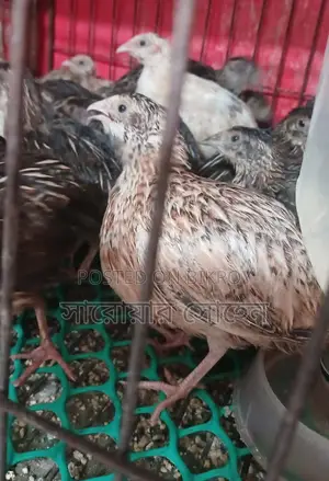 Quail Bird