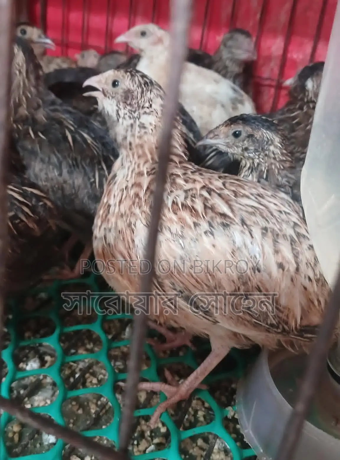 Quail Bird