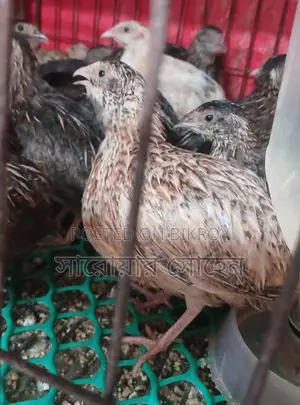 Quail Bird