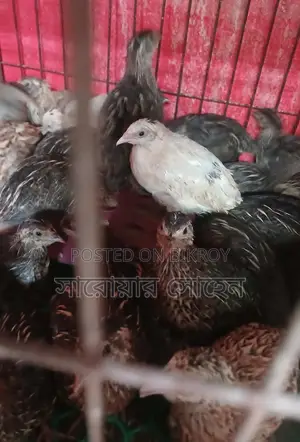 Quail Bird