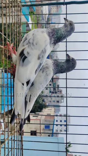 Pankhi Pigeon