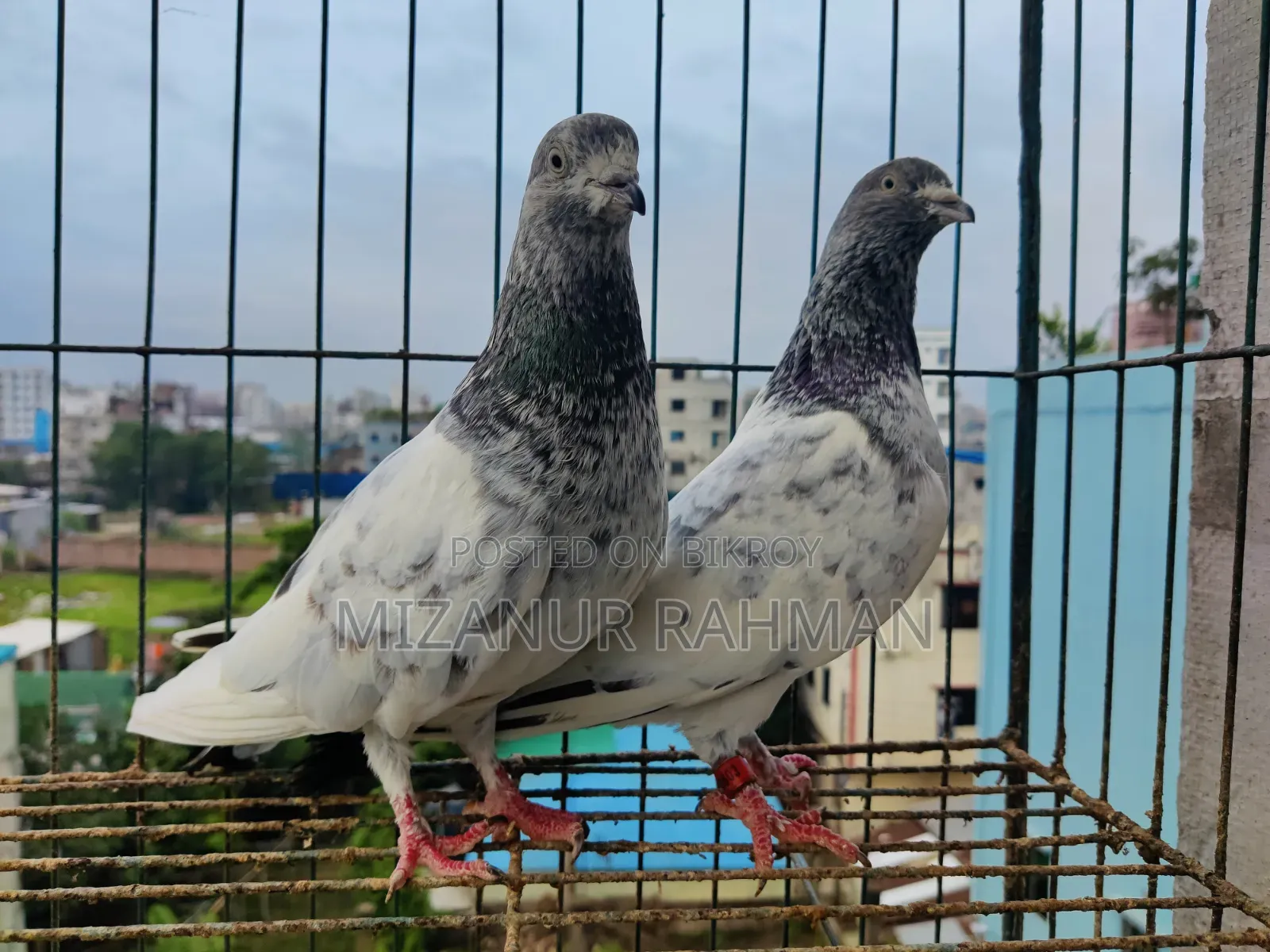 Pankhi Pigeon