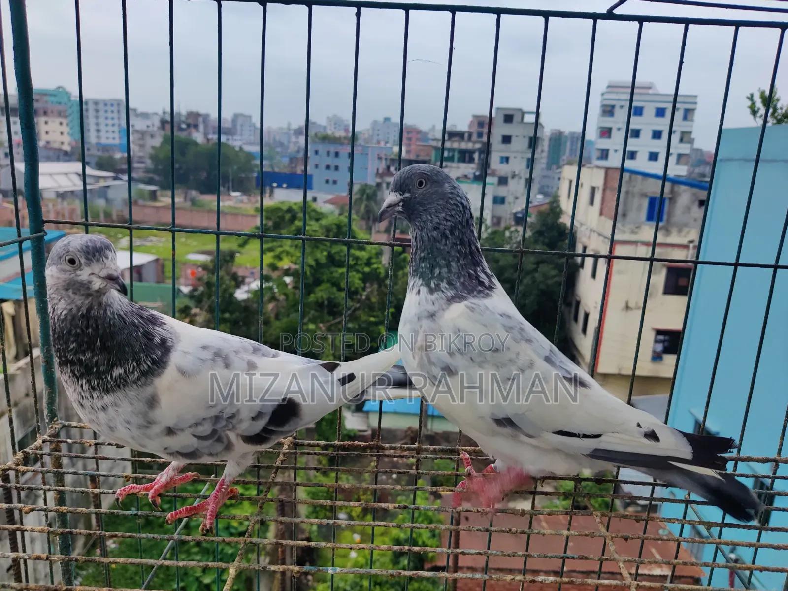 Pankhi Pigeon