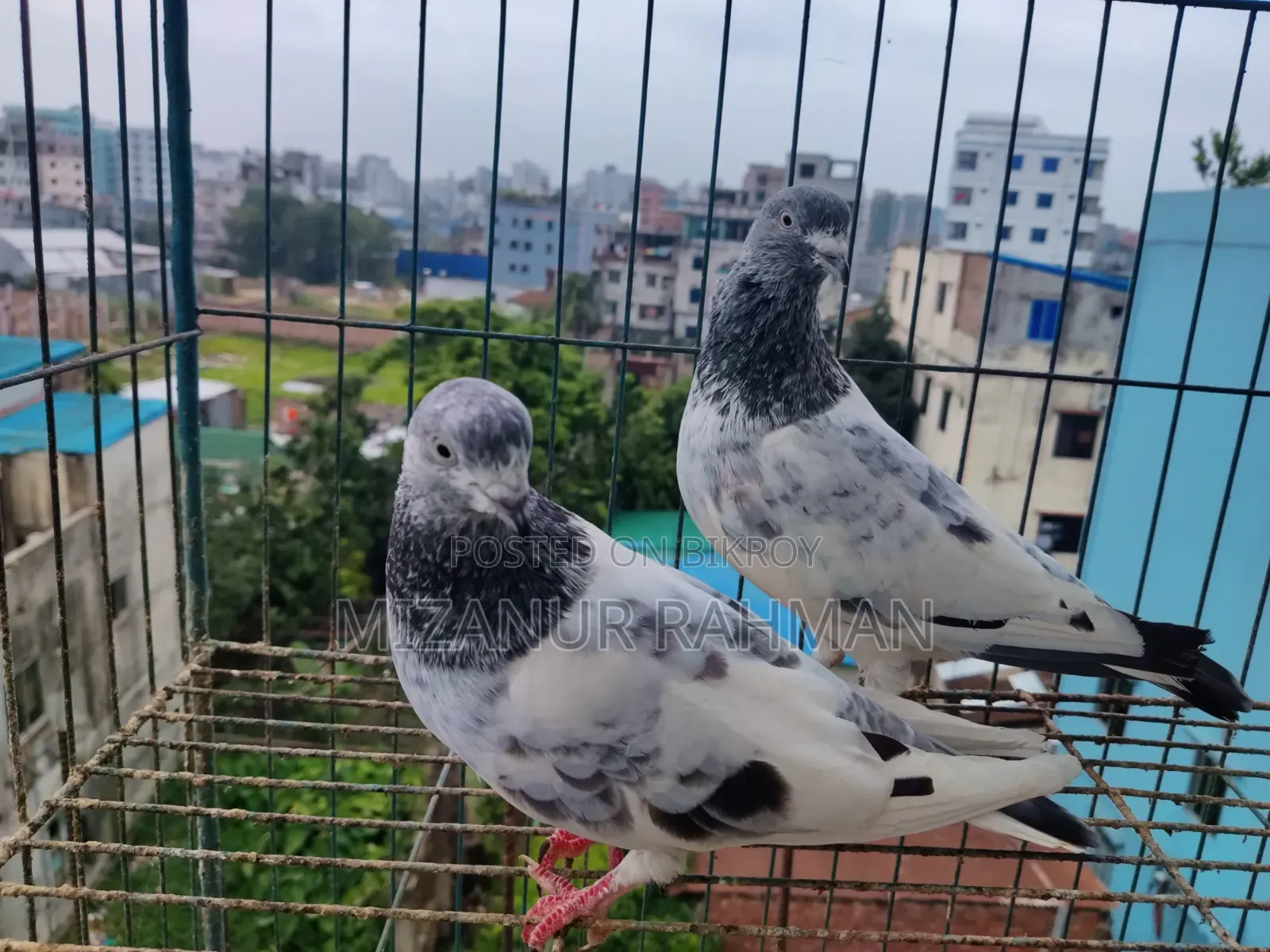 Pankhi Pigeon