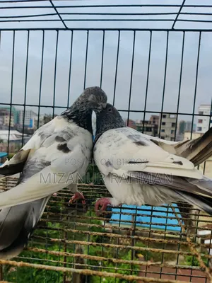 Pankhi Pigeon