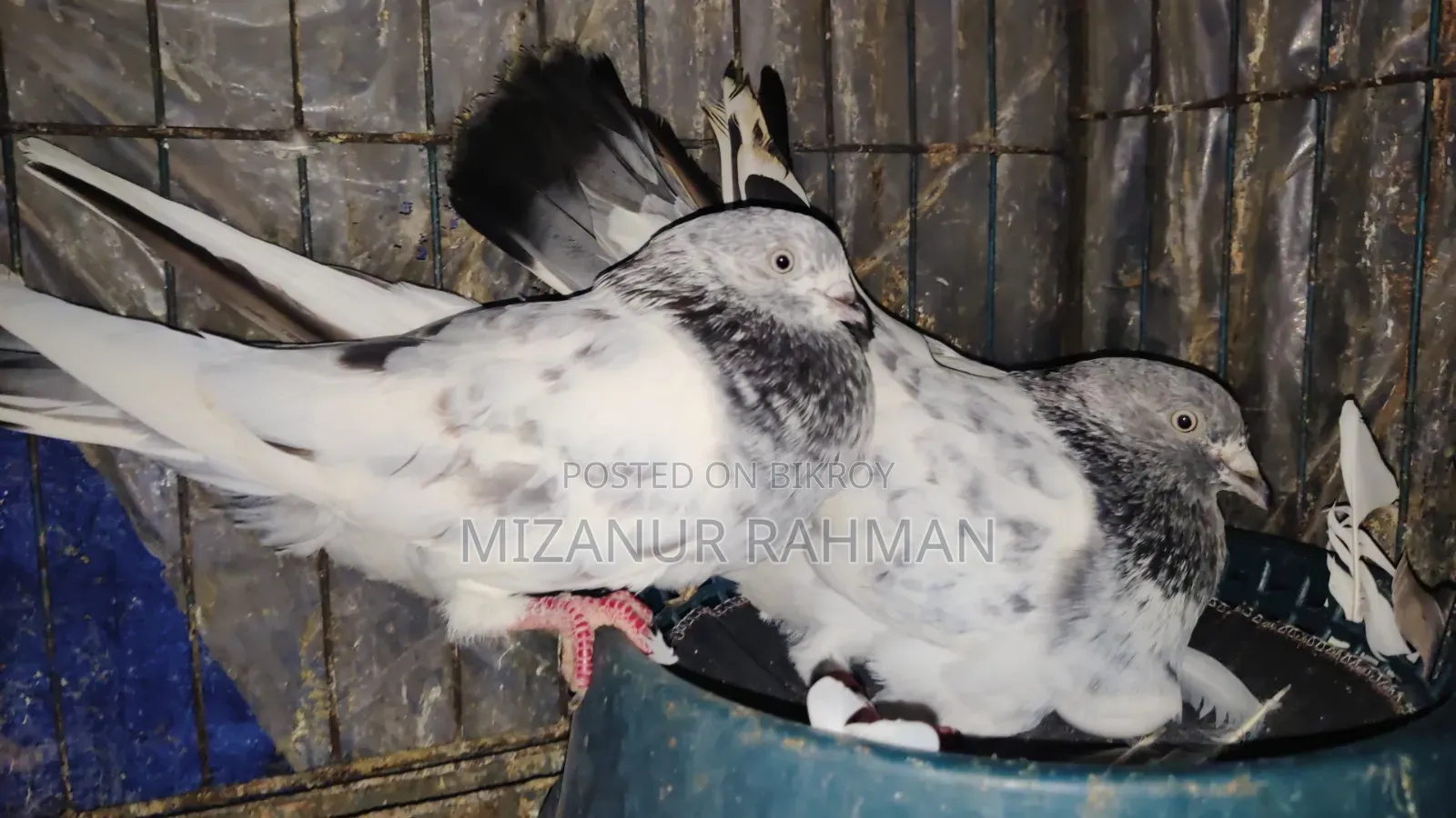 Pankhi Pigeon