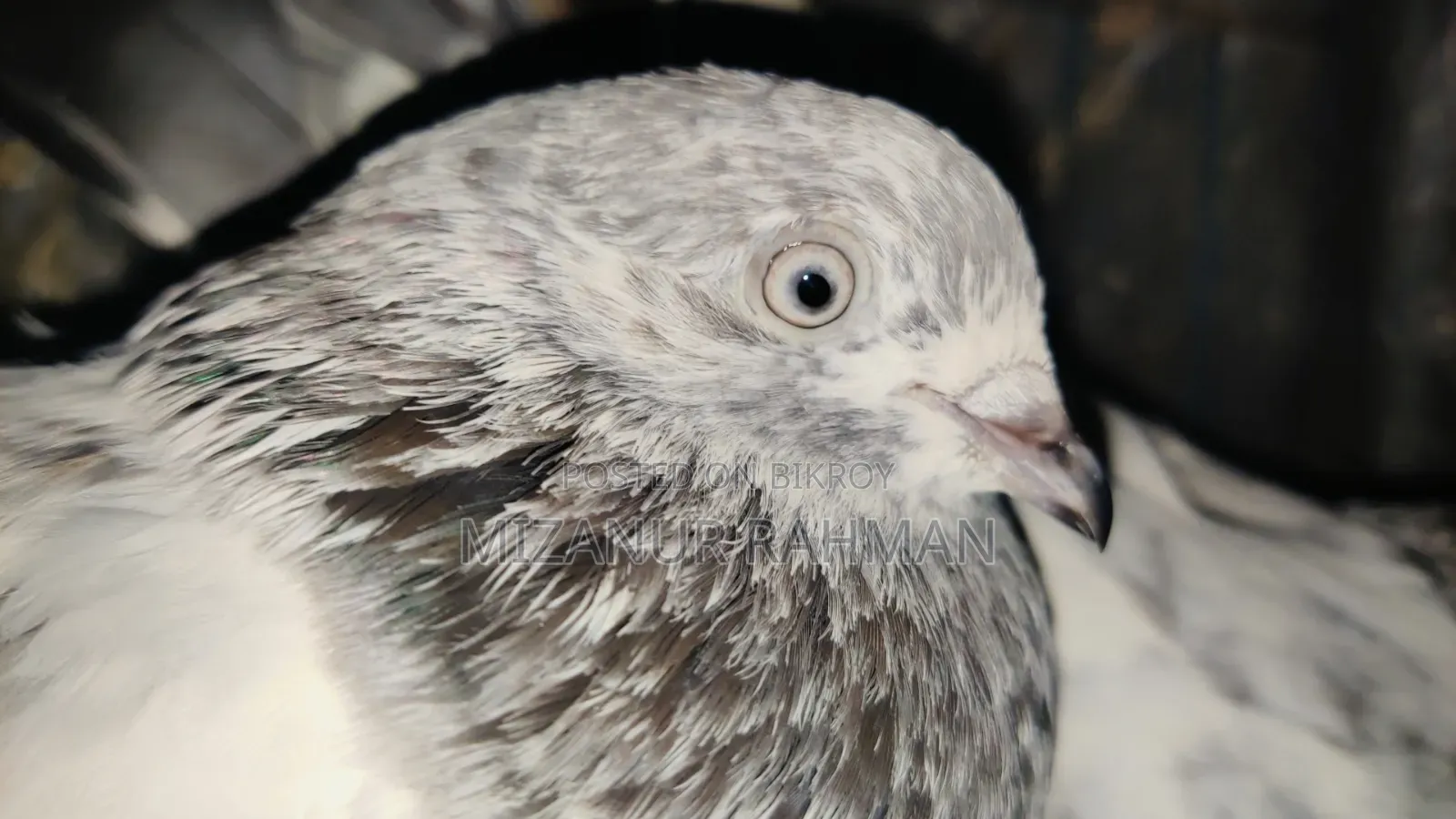 Pankhi Pigeon