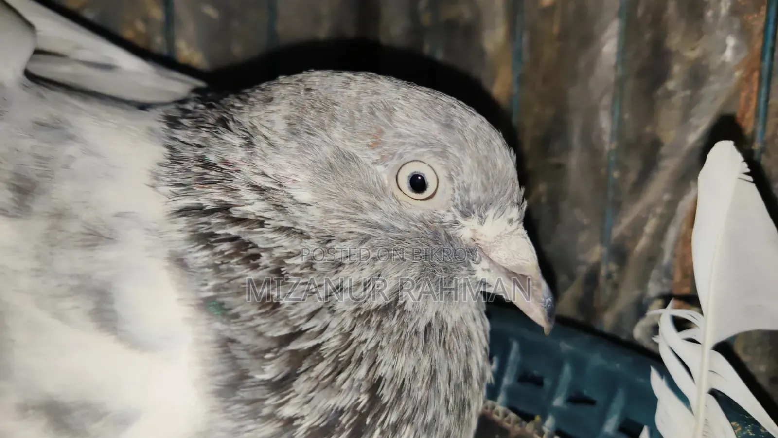 Pankhi Pigeon