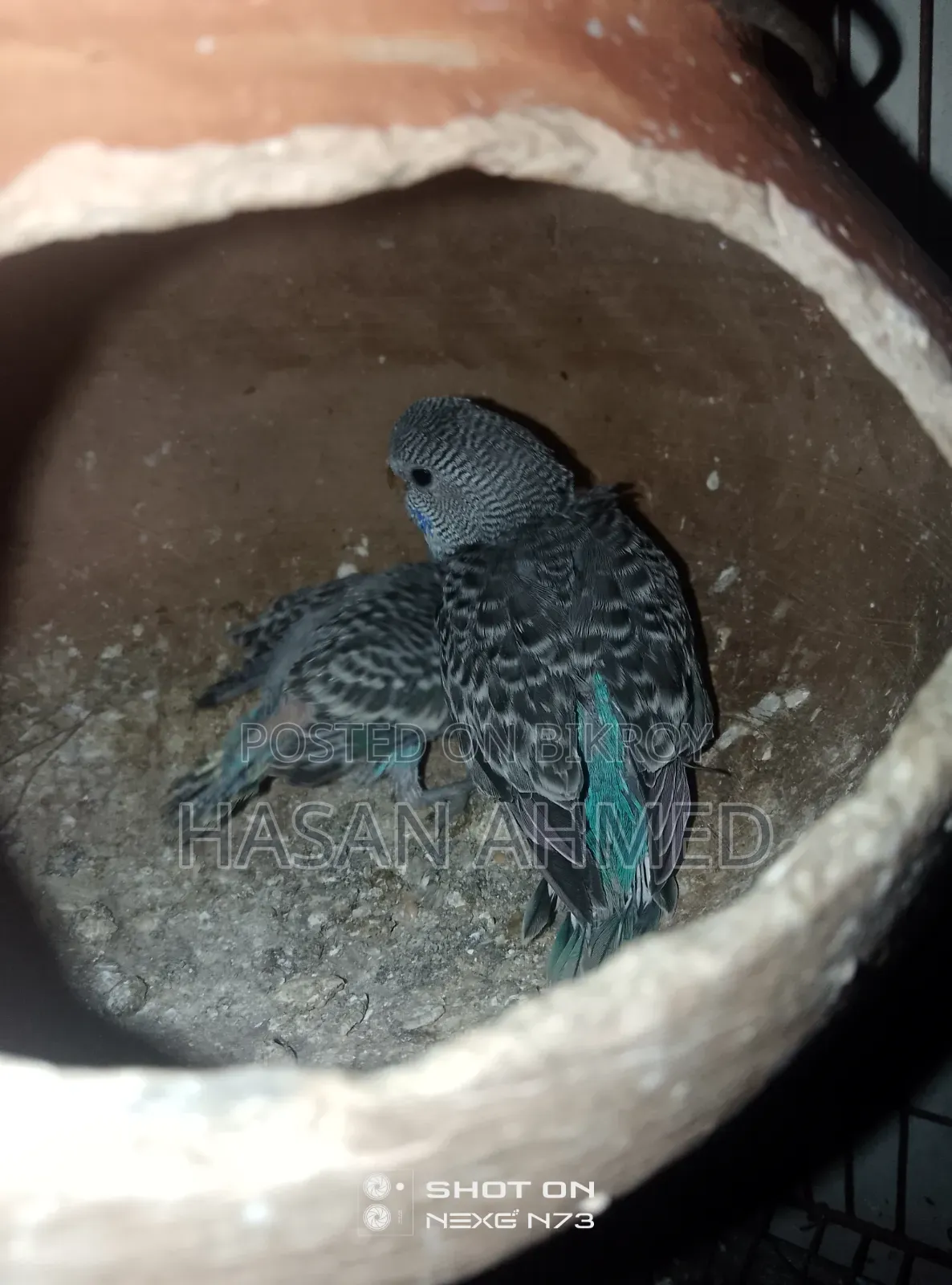 Baby Birds