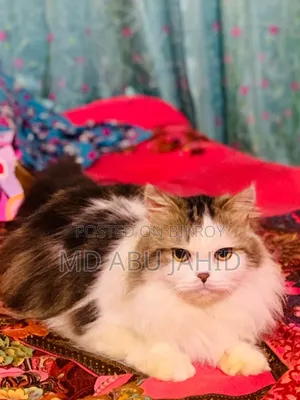1+ year Male Purebred Persian
