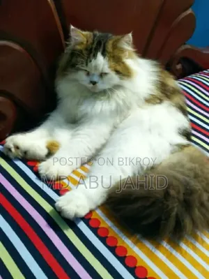 1+ Year Male Purebred Persian Cat