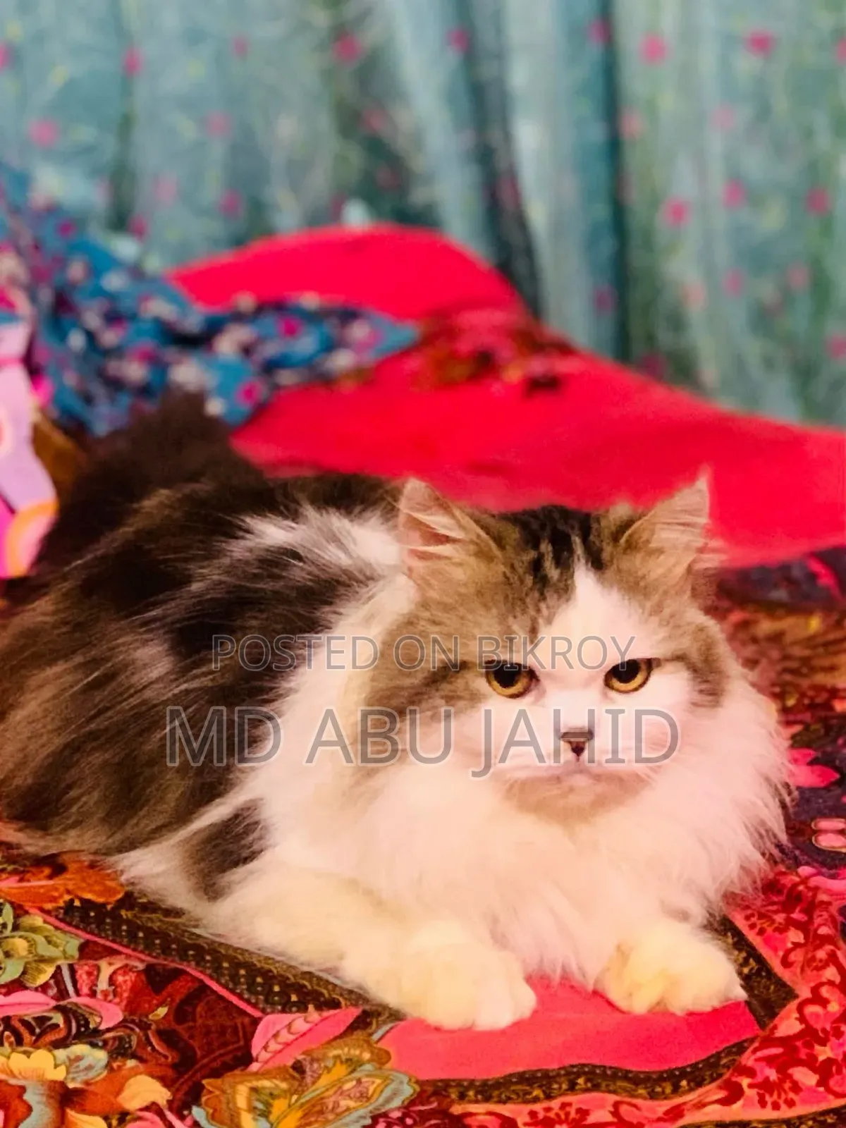 1+ Year Male Purebred Persian Cat