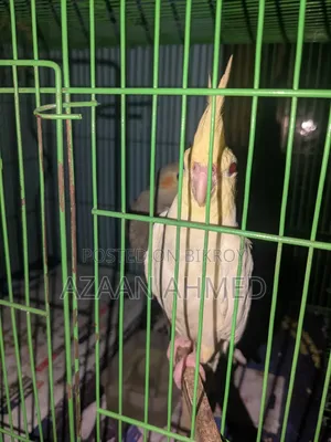 Cocatail Bird