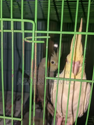 Cocatail Bird