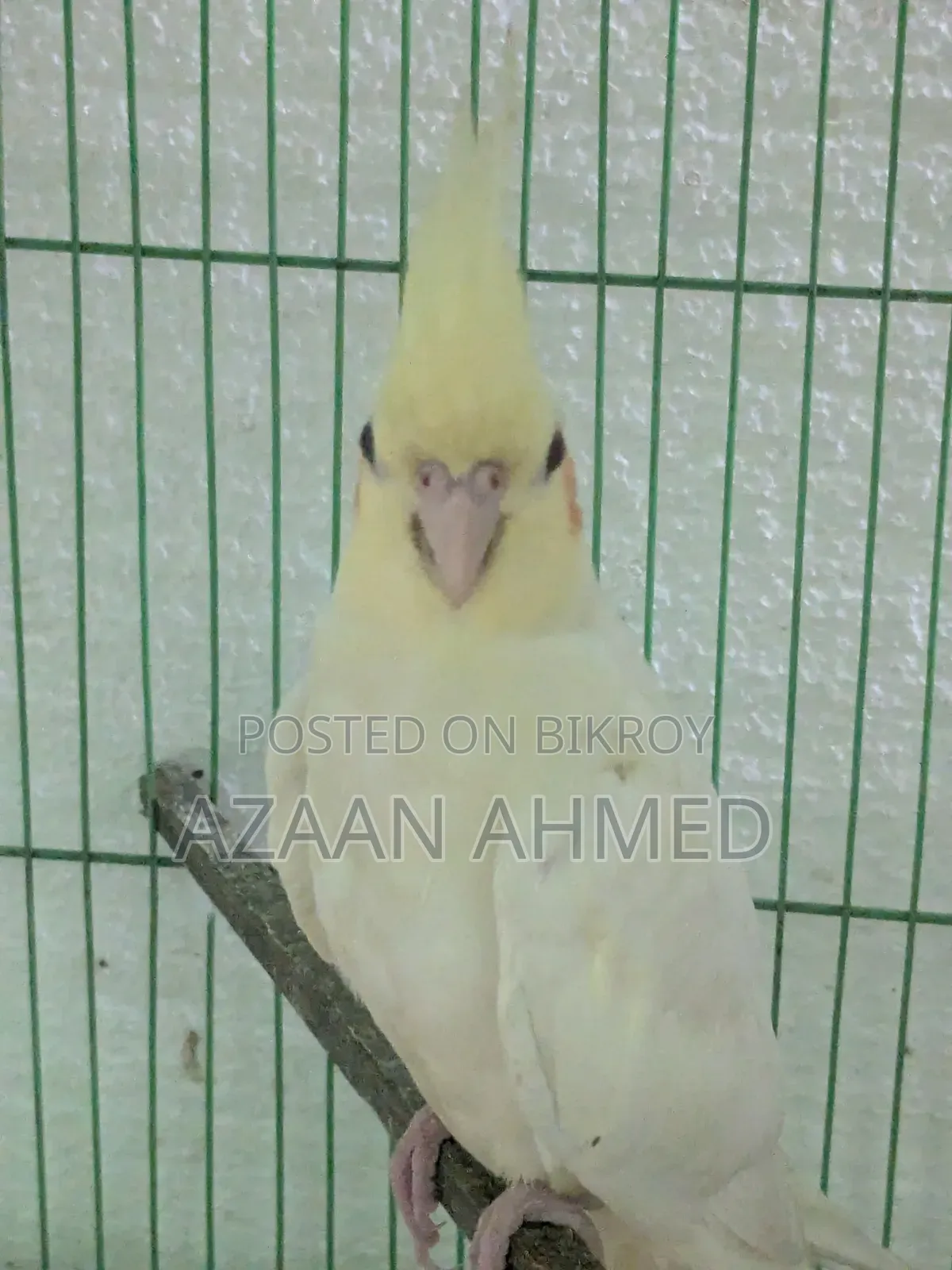 Cocatail Bird