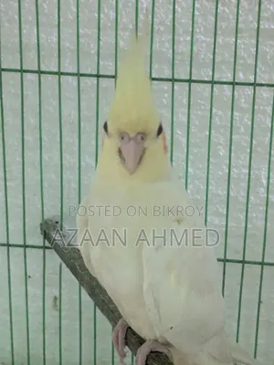 Cocatail Bird