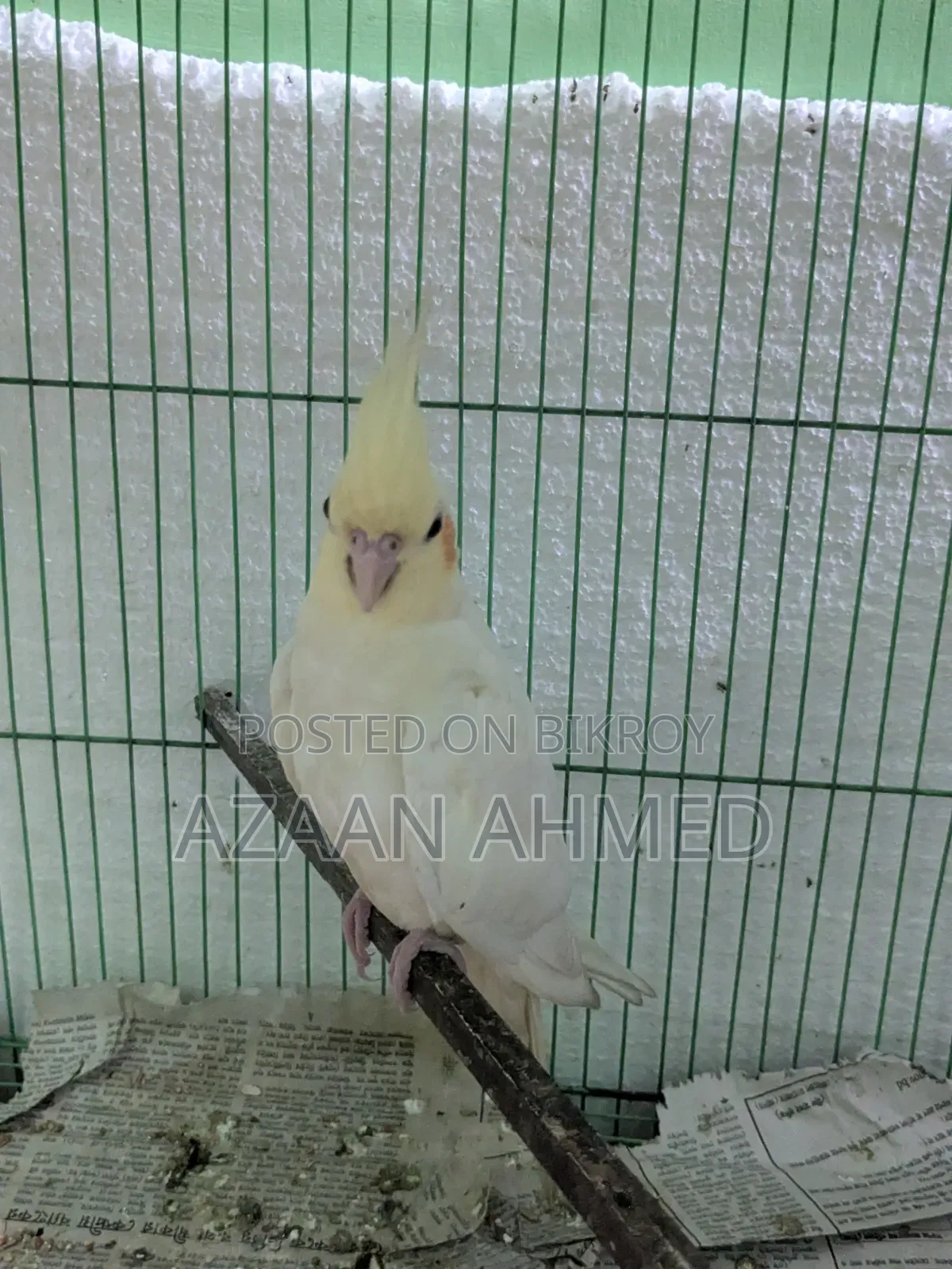 Cocatail Bird