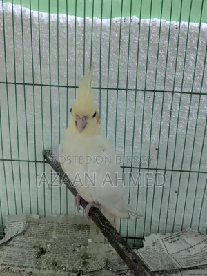 Cocatail Bird