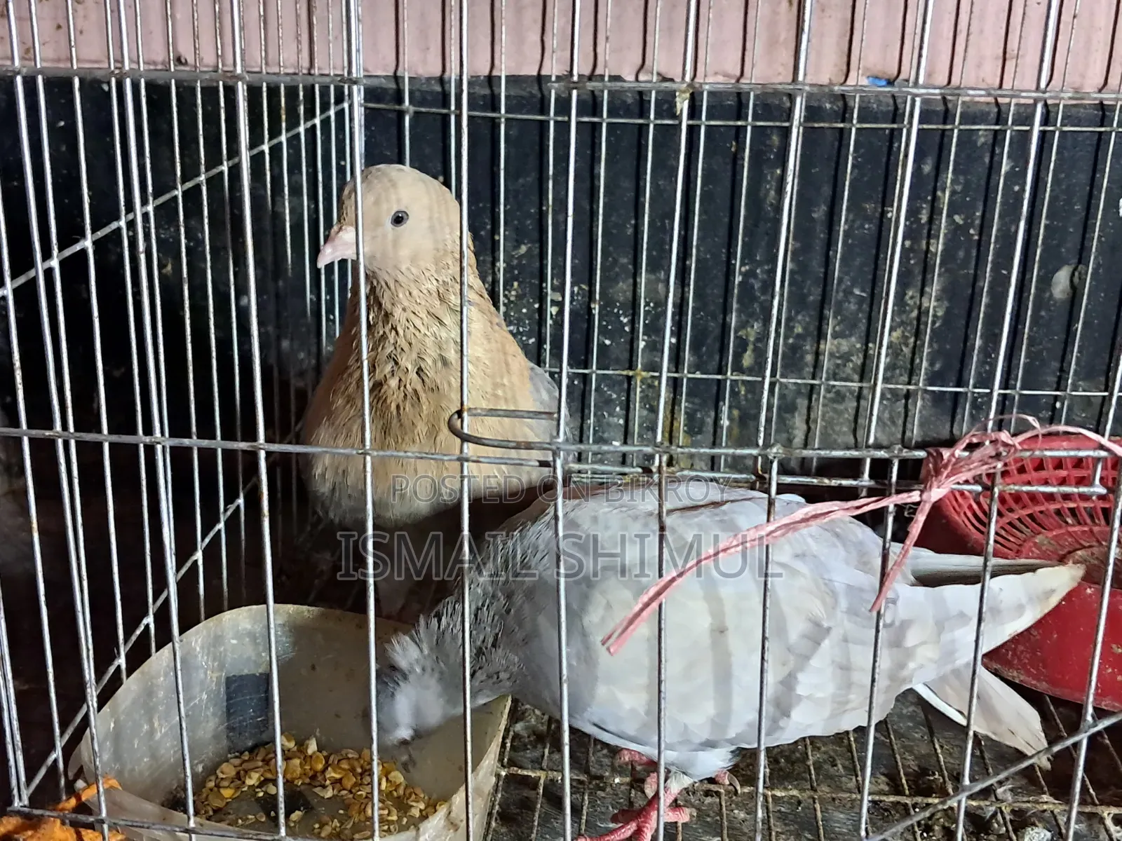 Urgent Pigeon Sale