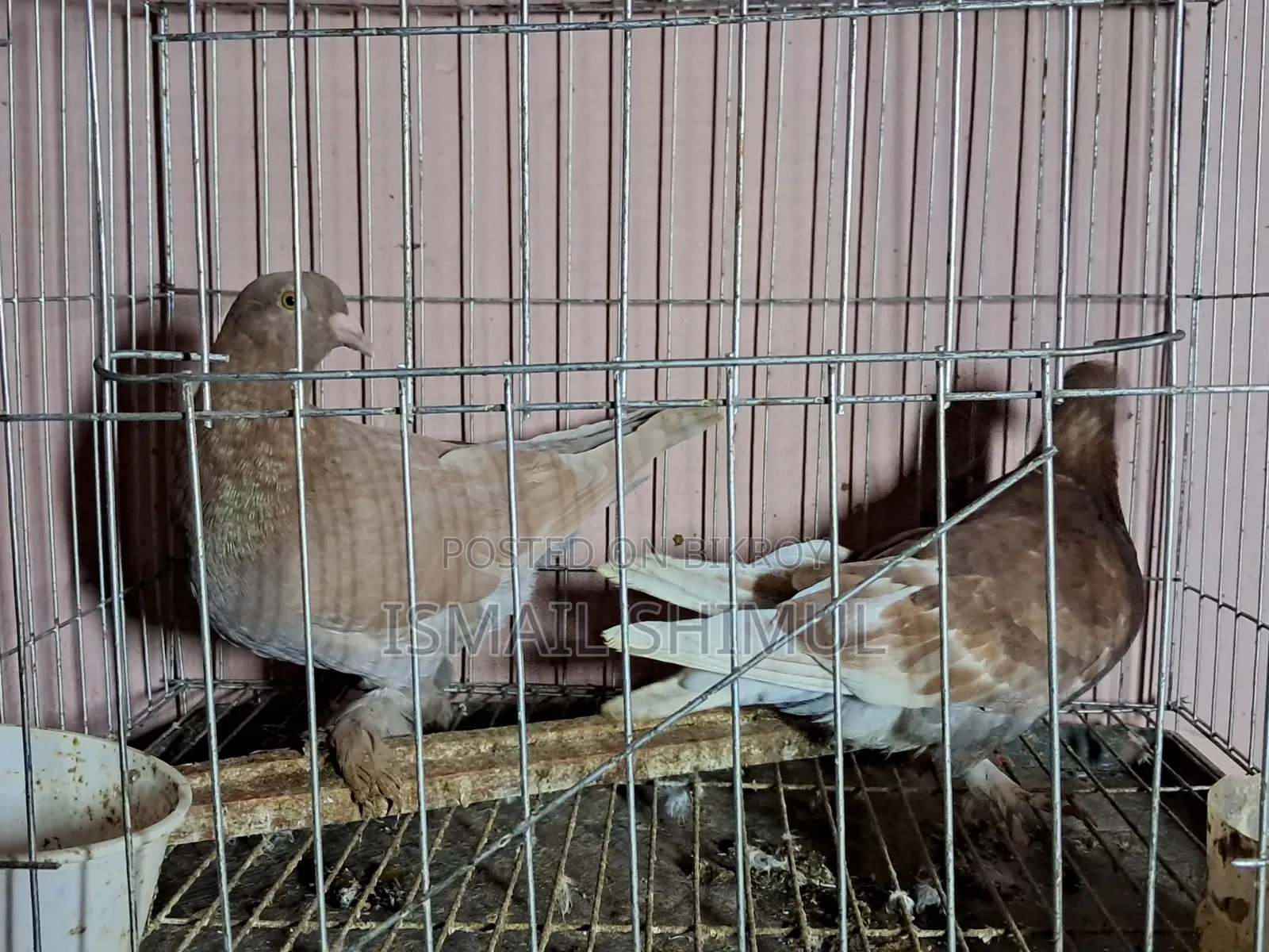 Urgent Pigeon Sale