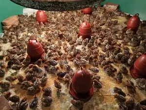 Fayoumi Chicks