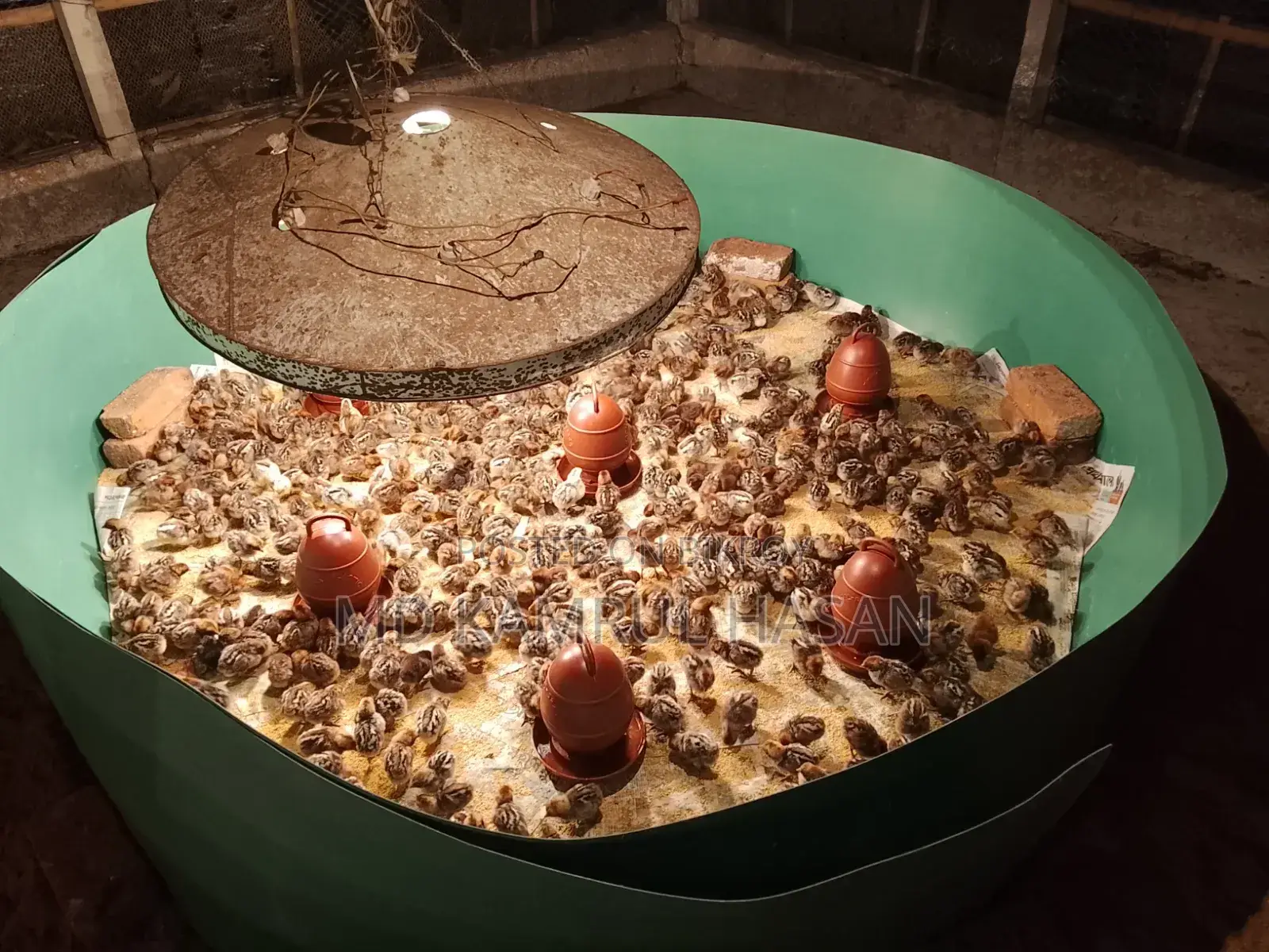 Fayoumi Chicks