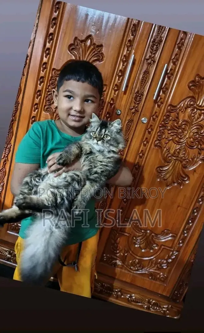 1+ Year Female Purebred Persian
