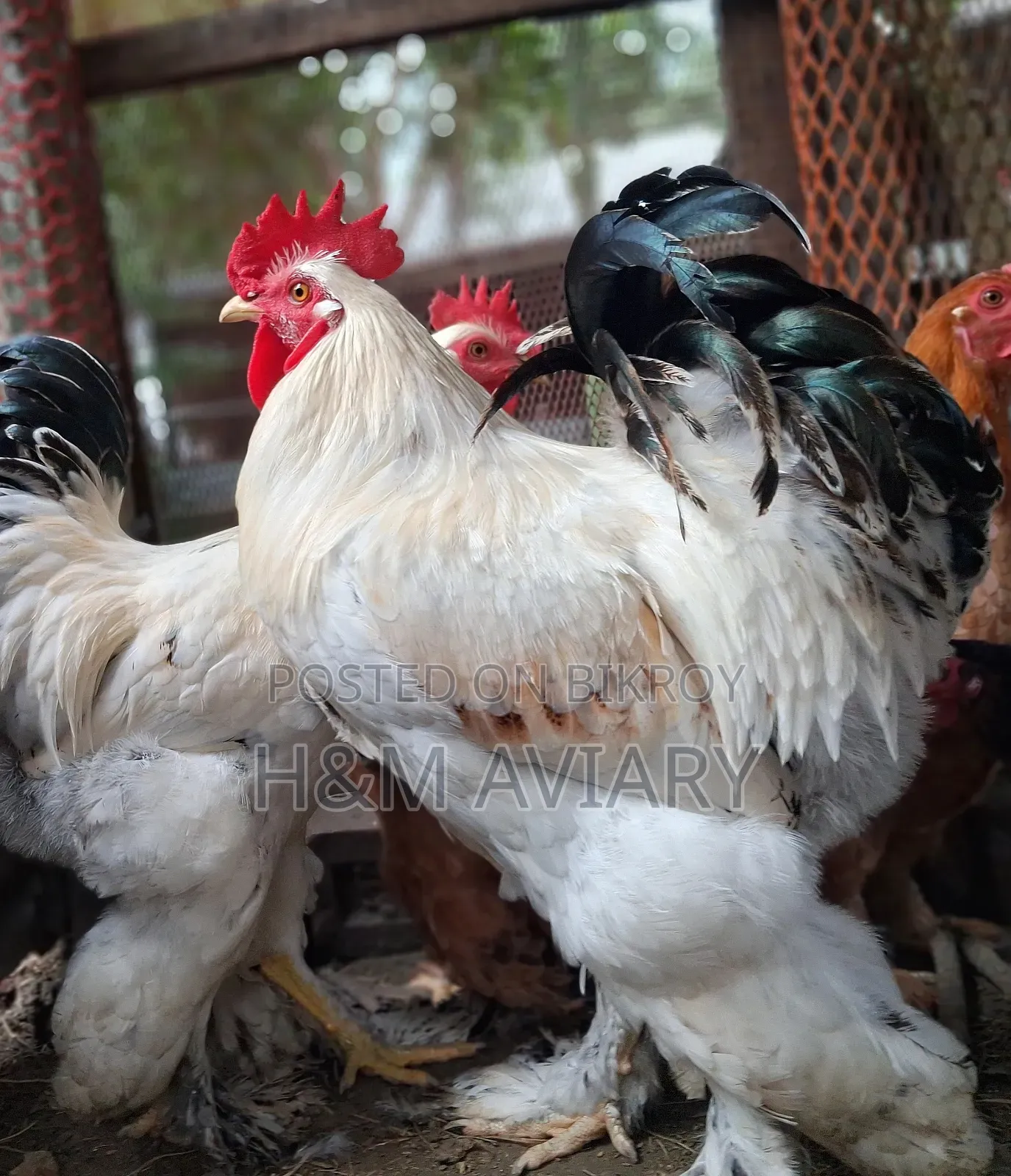 Brahma Rooster