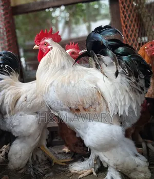 Brahma Rooster