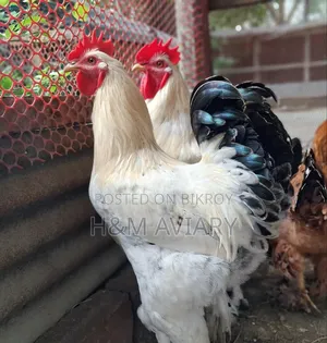 Brahma Rooster