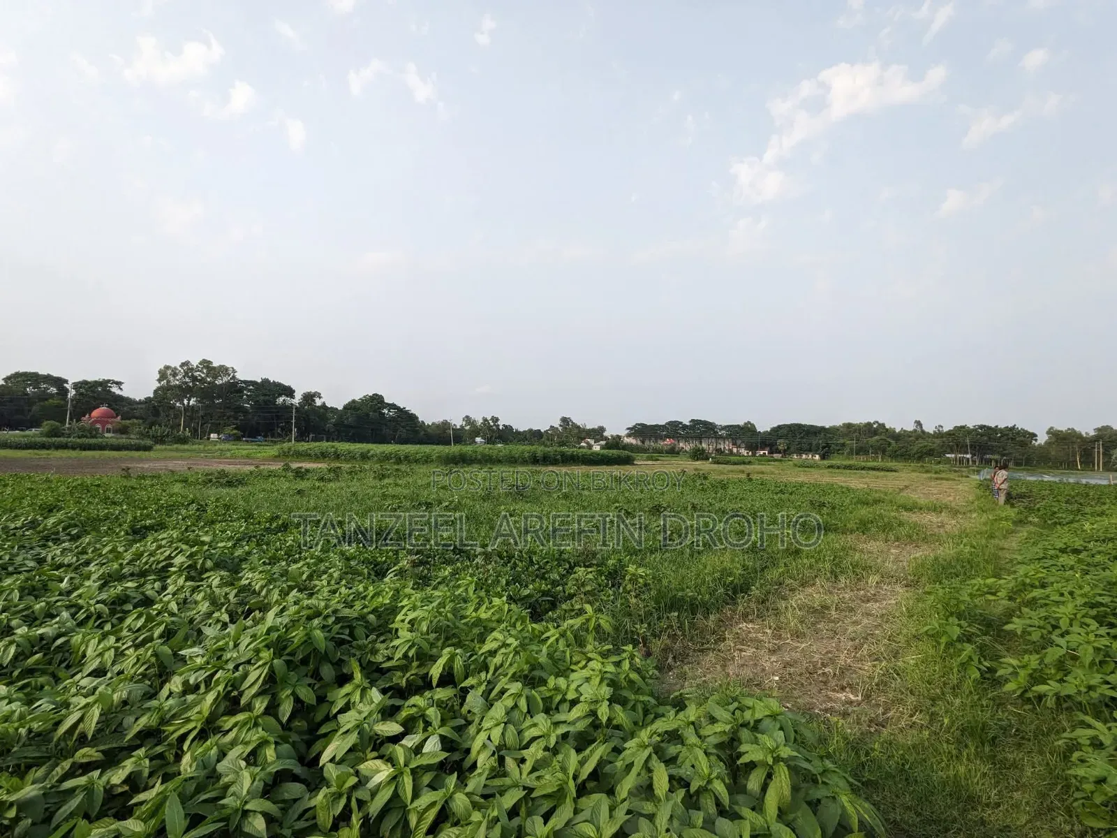 Sirajdikhan, Munshiganj; 322 decimal ancestral land for sale in 5 deeds!