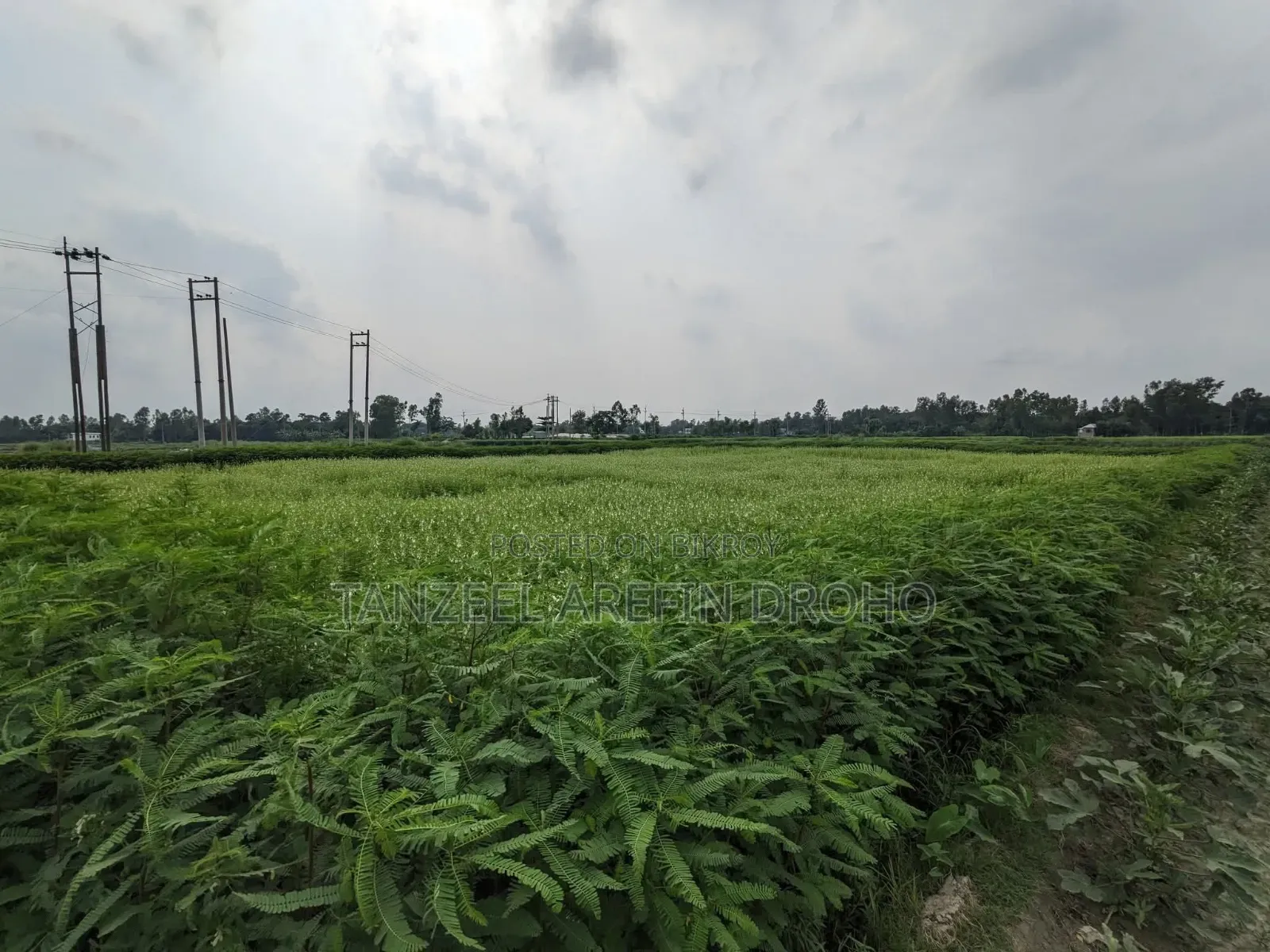Sirajdikhan, Munshiganj; 322 decimal ancestral land for sale in 5 deeds!