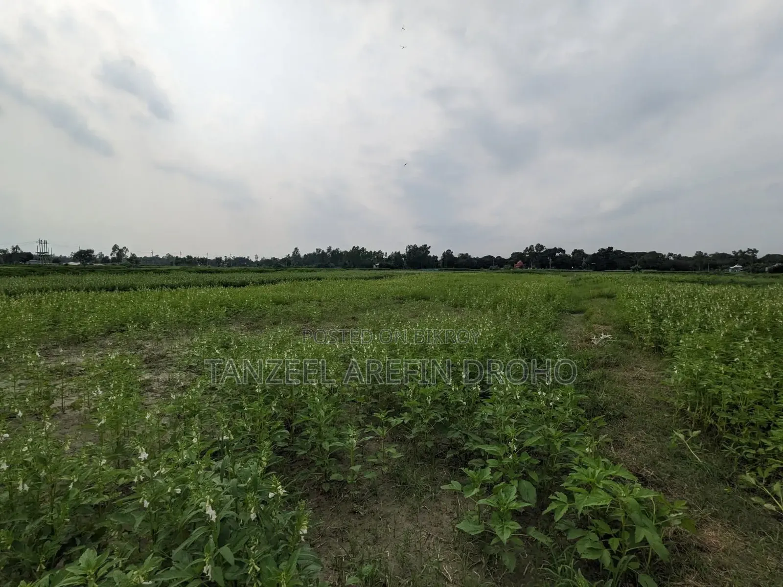 Sirajdikhan, Munshiganj; 322 decimal ancestral land for sale in 5 deeds!