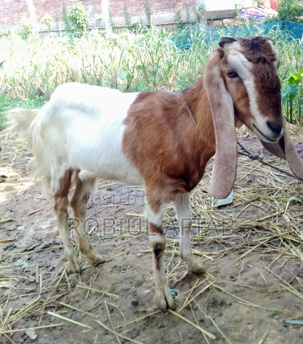 Beautiful Goat for Sale