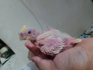 Cocatel Baby