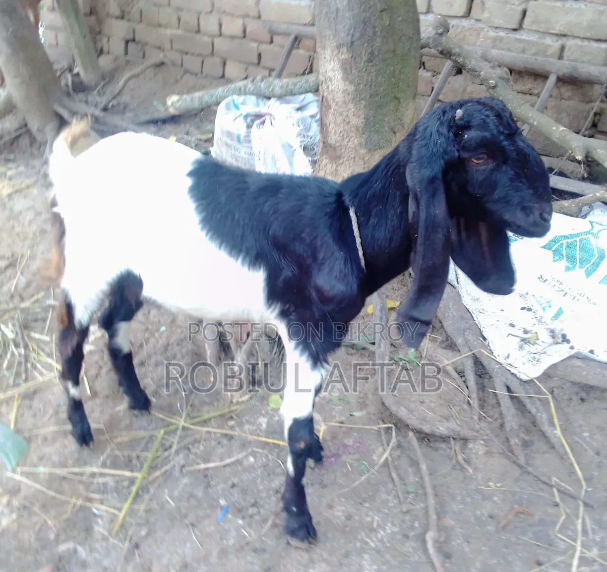A Beautiful Baby Goat for Sale