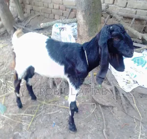 একটি সুন্দর বাচ্চা ছাগল বিক্রি হবে
