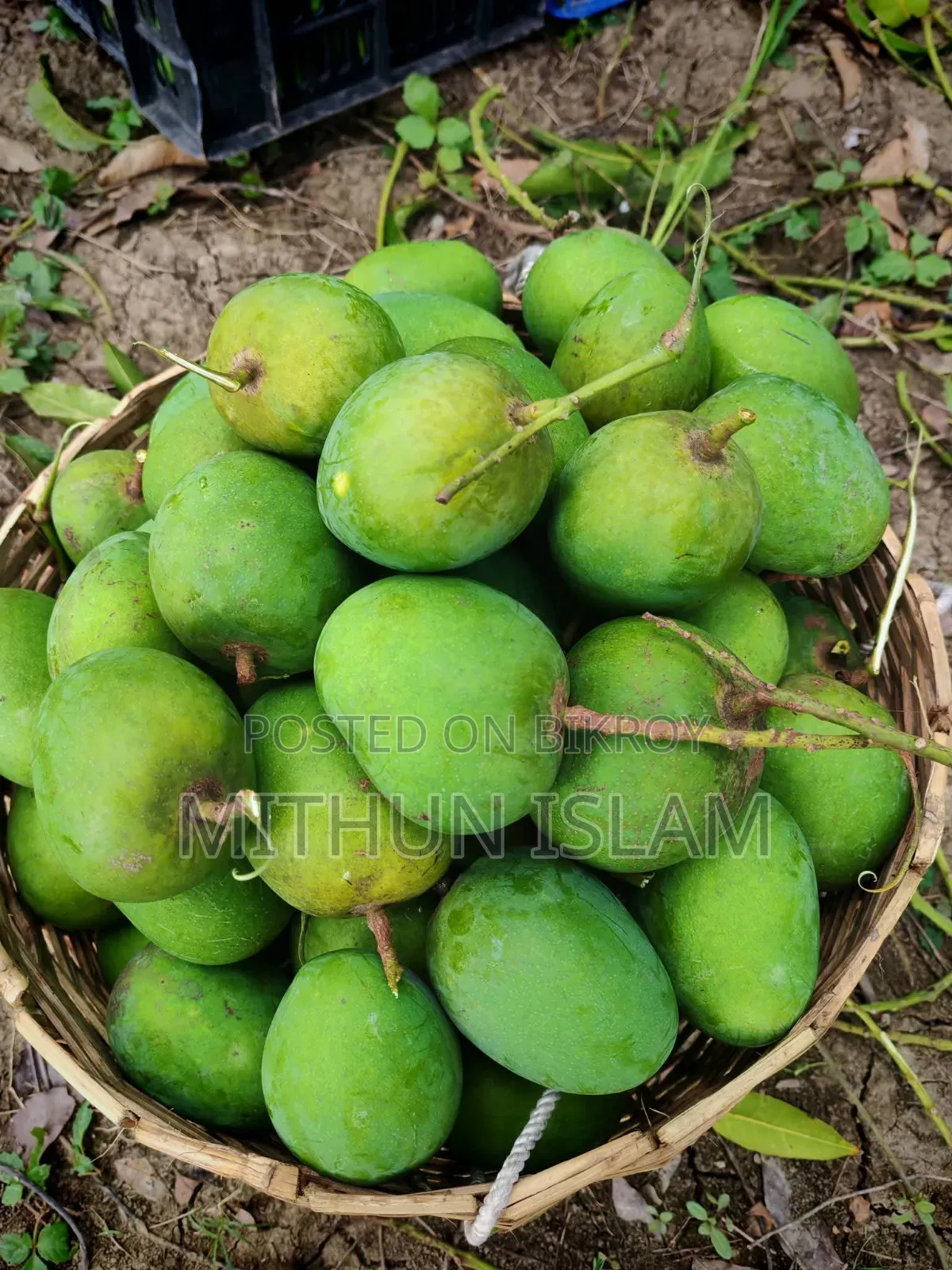 Satkhira's famous sweet Himsagar mango!