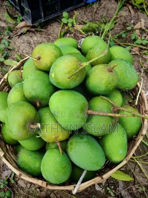 Satkhira's famous sweet Himsagar mango!