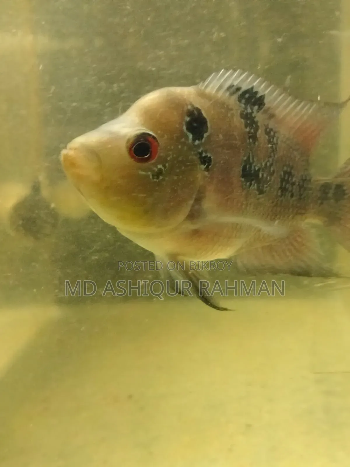 Aquarium Fish